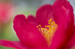 冬の花