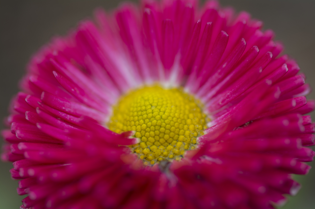 冬の花２