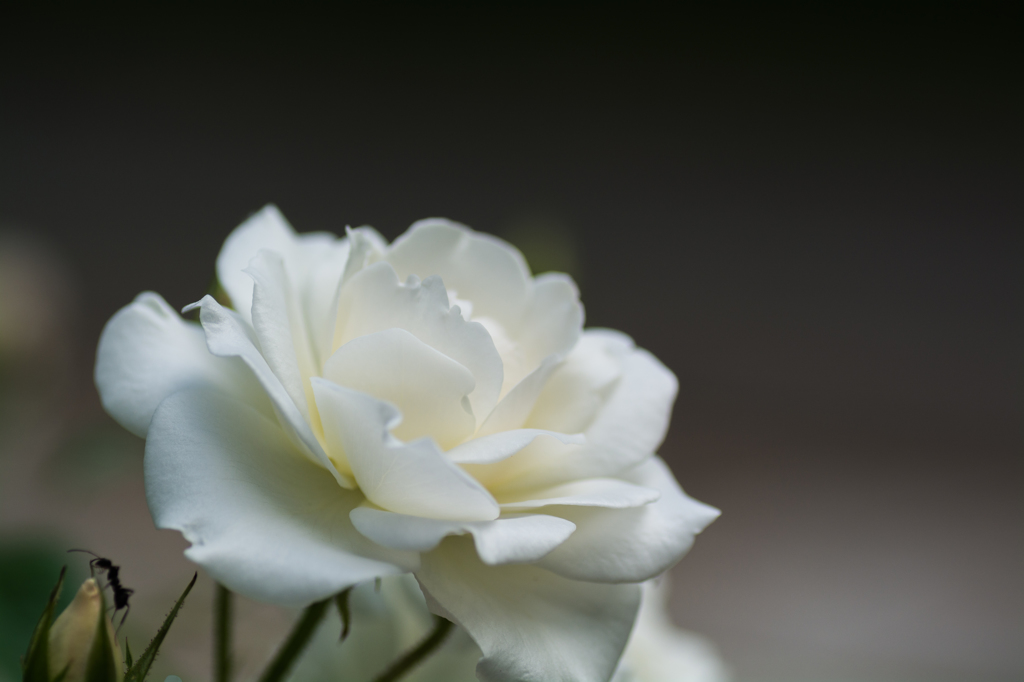 薔薇①