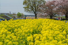 菜の花畑