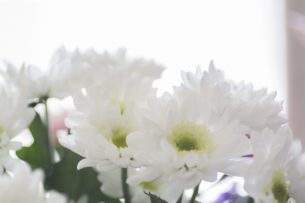 菊の花