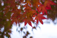 二ノ瀬峠　紅葉2