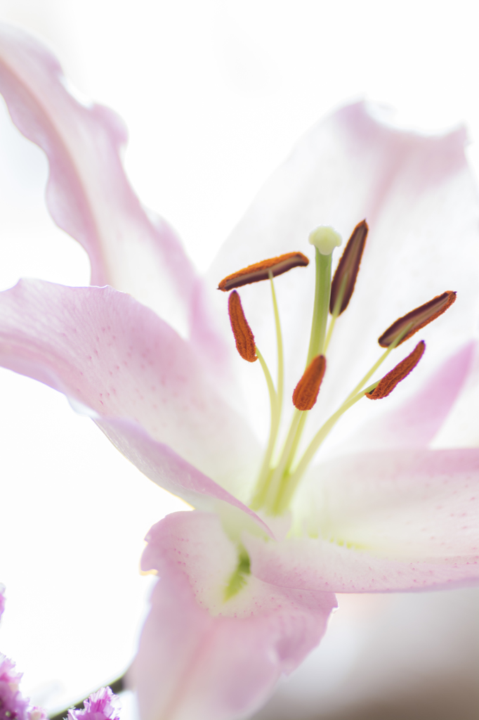 百合の花