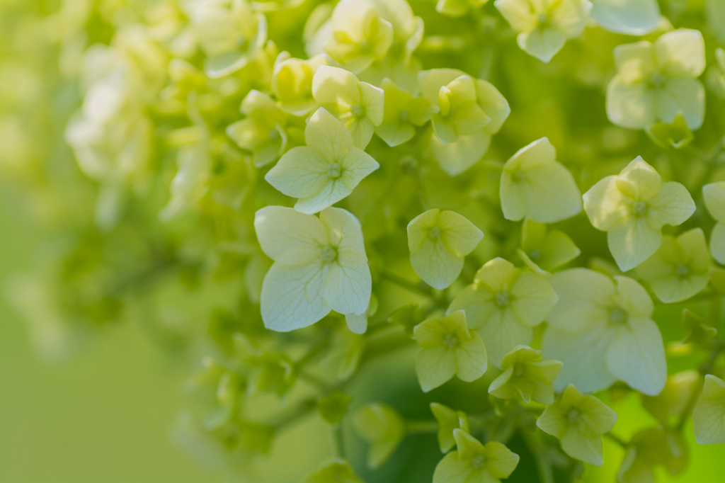 紫陽花①
