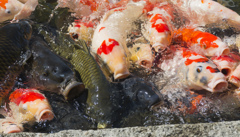 食欲の秋
