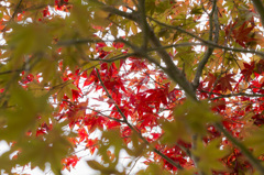 二ノ瀬峠　紅葉1