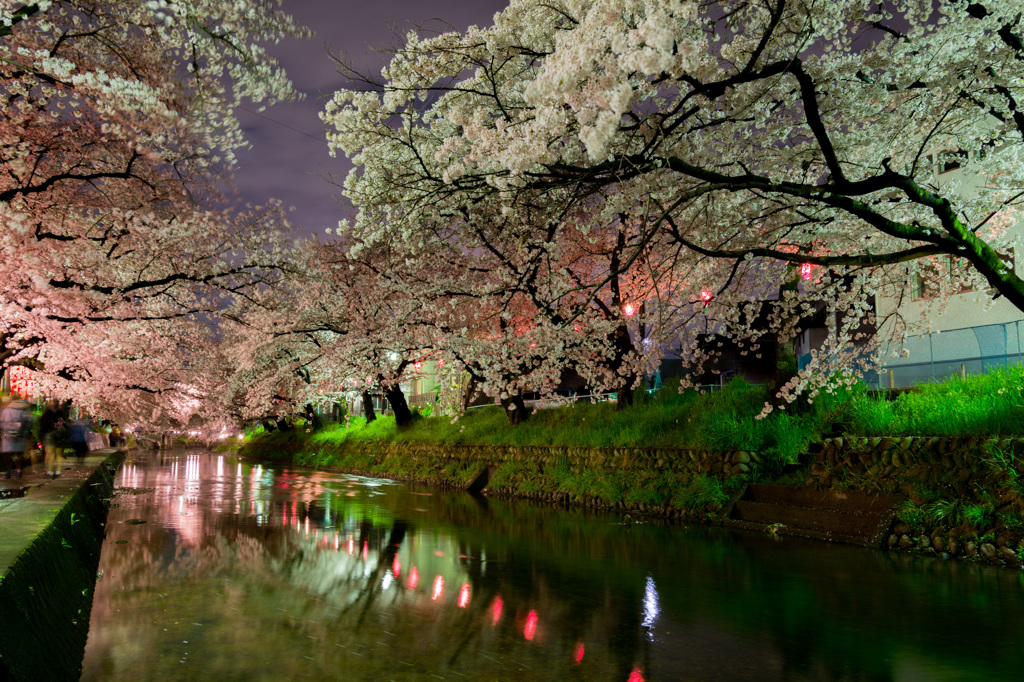 五条川夜桜②