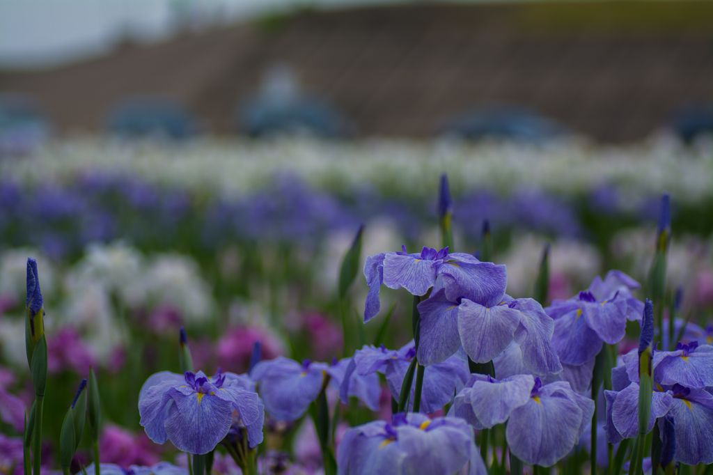 花菖蒲