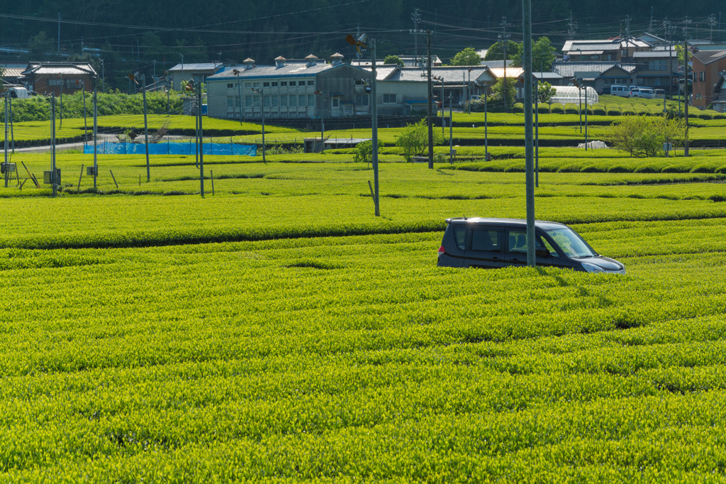 お茶畑