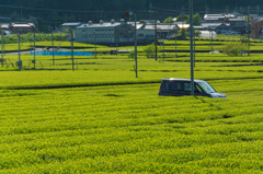 お茶畑