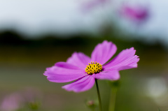 秋桜
