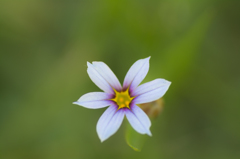 可愛い花