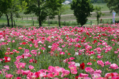 ひなげしお花畑②