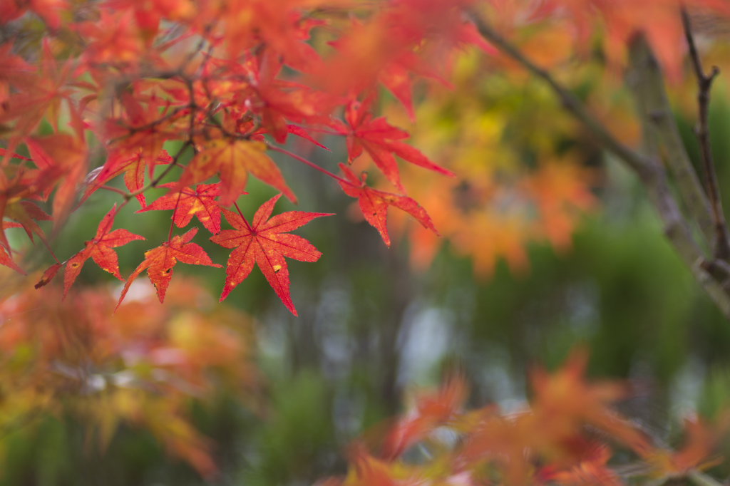 紅葉狩り