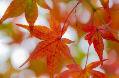 紅葉狩り