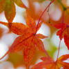 紅葉狩り