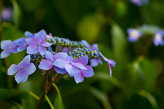 紫陽花③