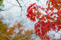二ノ瀬峠　紅葉3