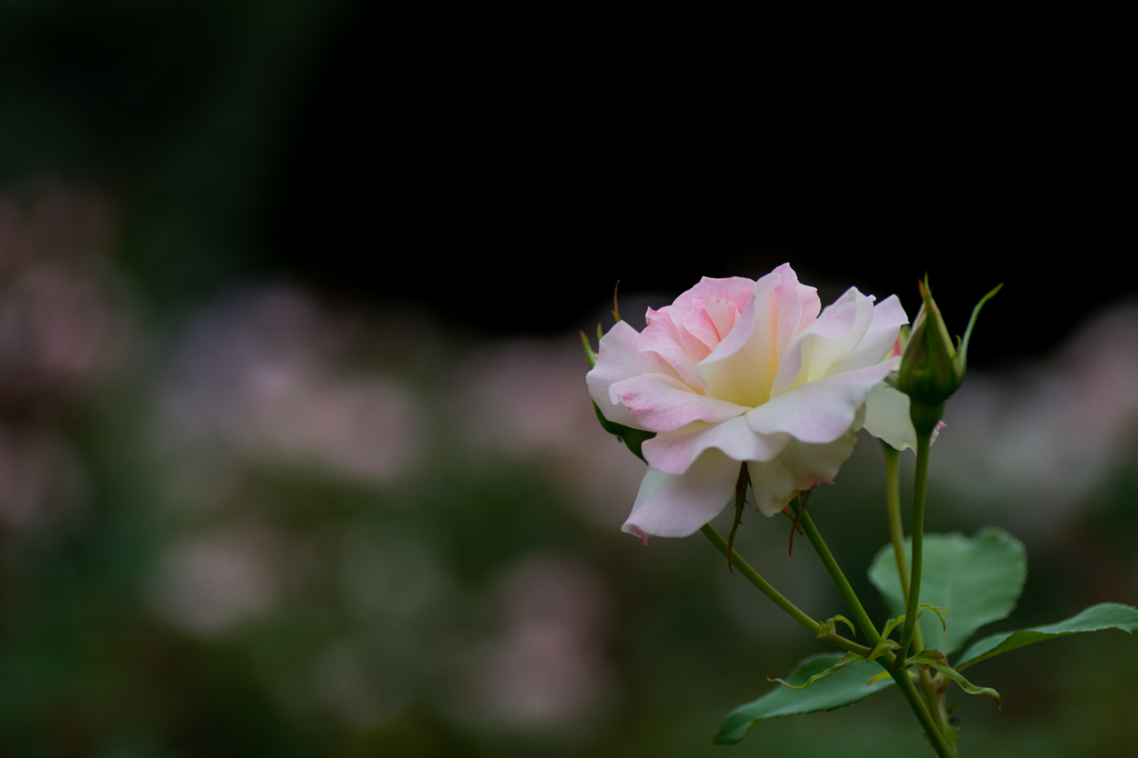 薔薇②