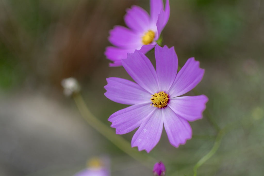秋桜1