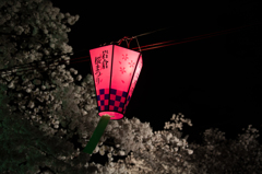五条川夜桜①