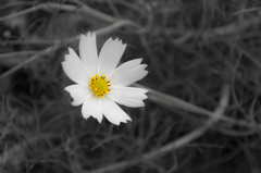 秋桜2