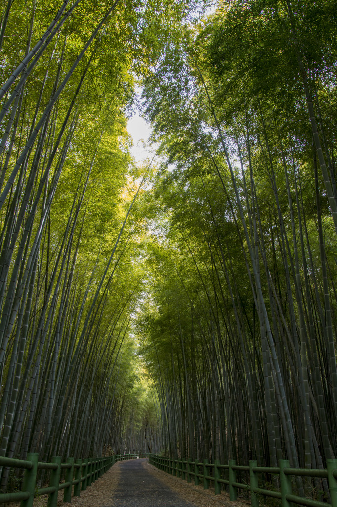竹林２
