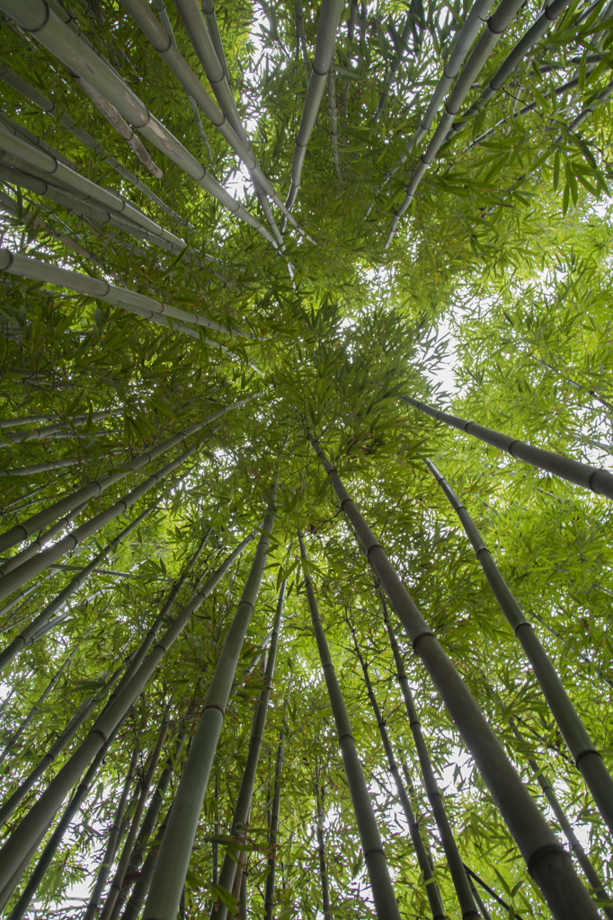 竹林１