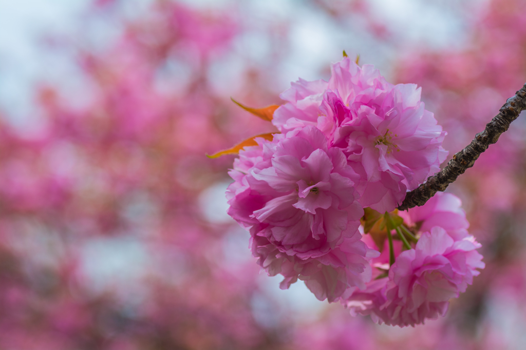 関山桜２