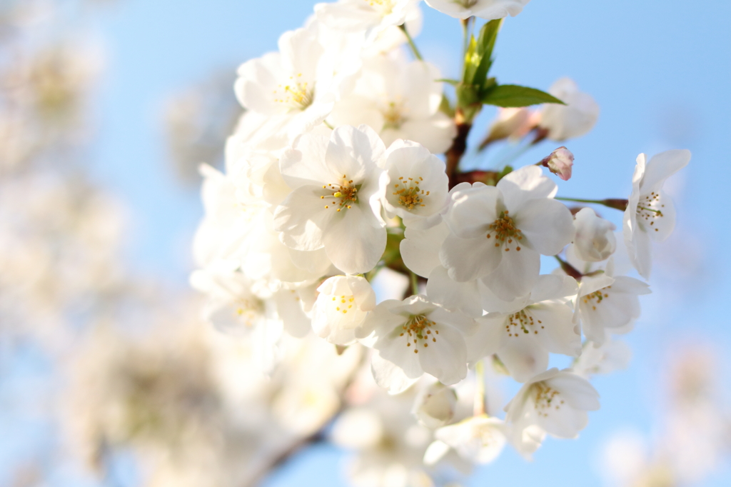 お、咲いた❀