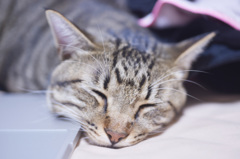 ぷすーぷすー