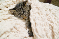 猫休業中