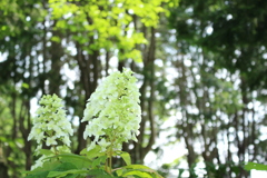 花の文化園　大阪府河内長野市　花　花散歩　8