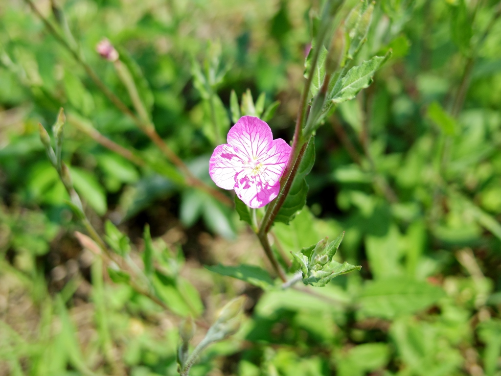 散歩　野に咲く花　270527-1