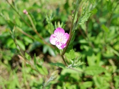 散歩　野に咲く花　270527-1