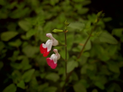 散歩　270704　雨に咲いた花