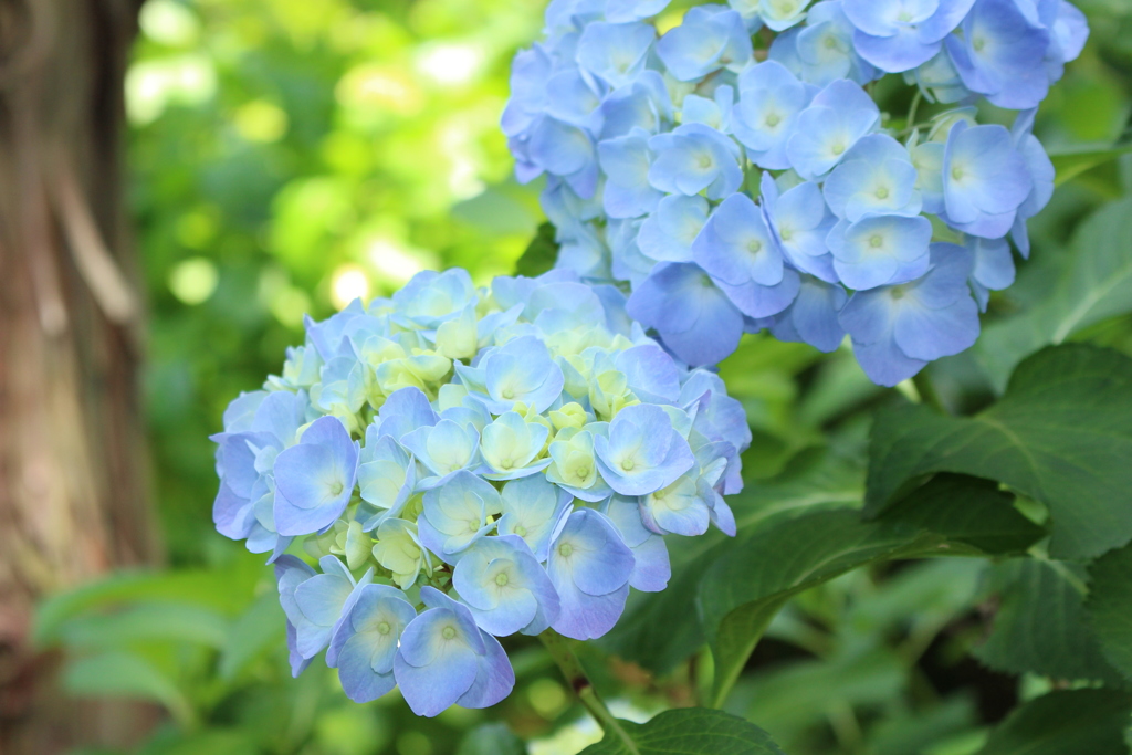 花の文化園　大阪府河内長野市　花　花散歩　11