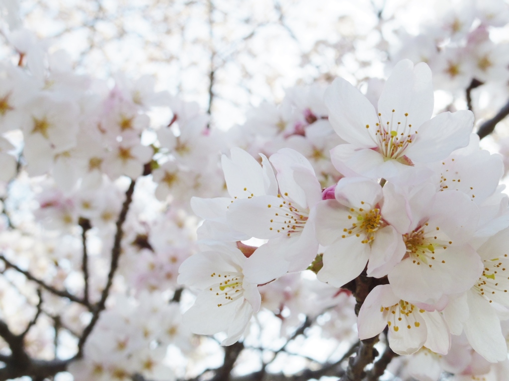 2015　芝山　亀の瀬　桜　柏原市