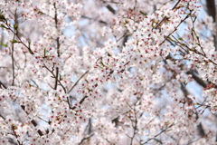 2018/04/01 大阪府柏原市桜サクラさくら③