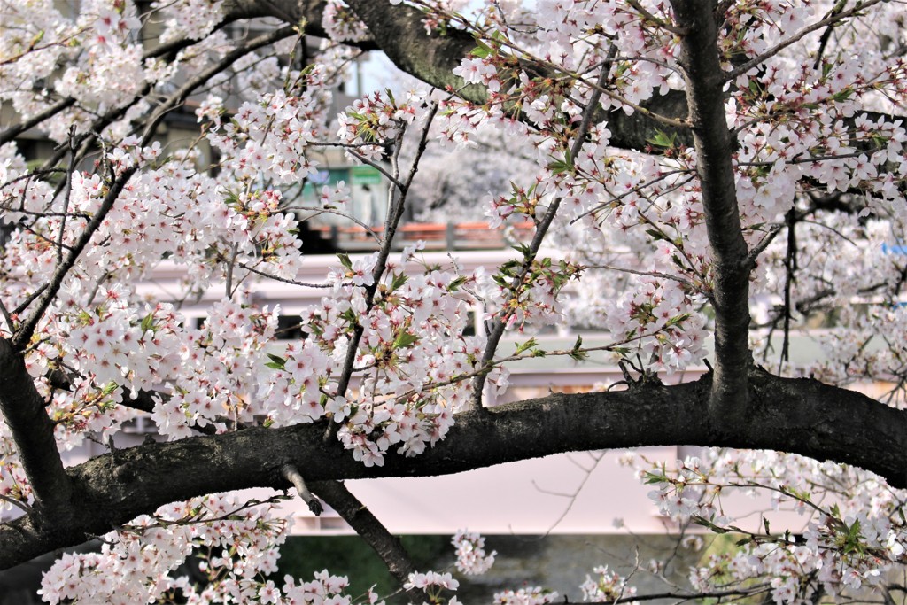 桜/2018.03.29/7