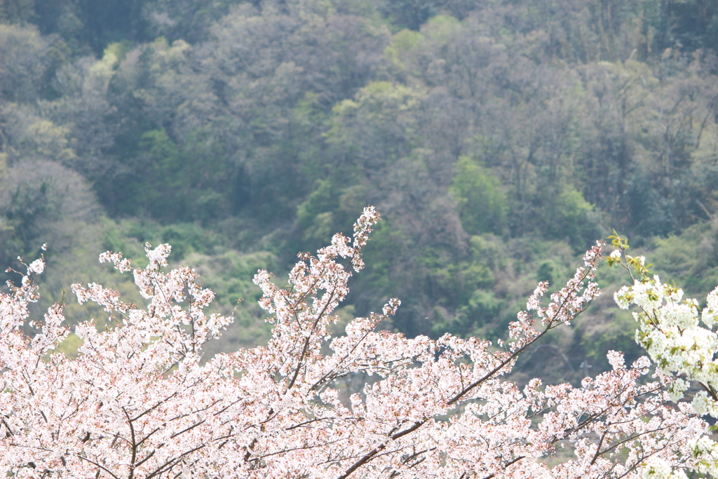 2018/04/01 大阪府柏原市桜サクラさくら①