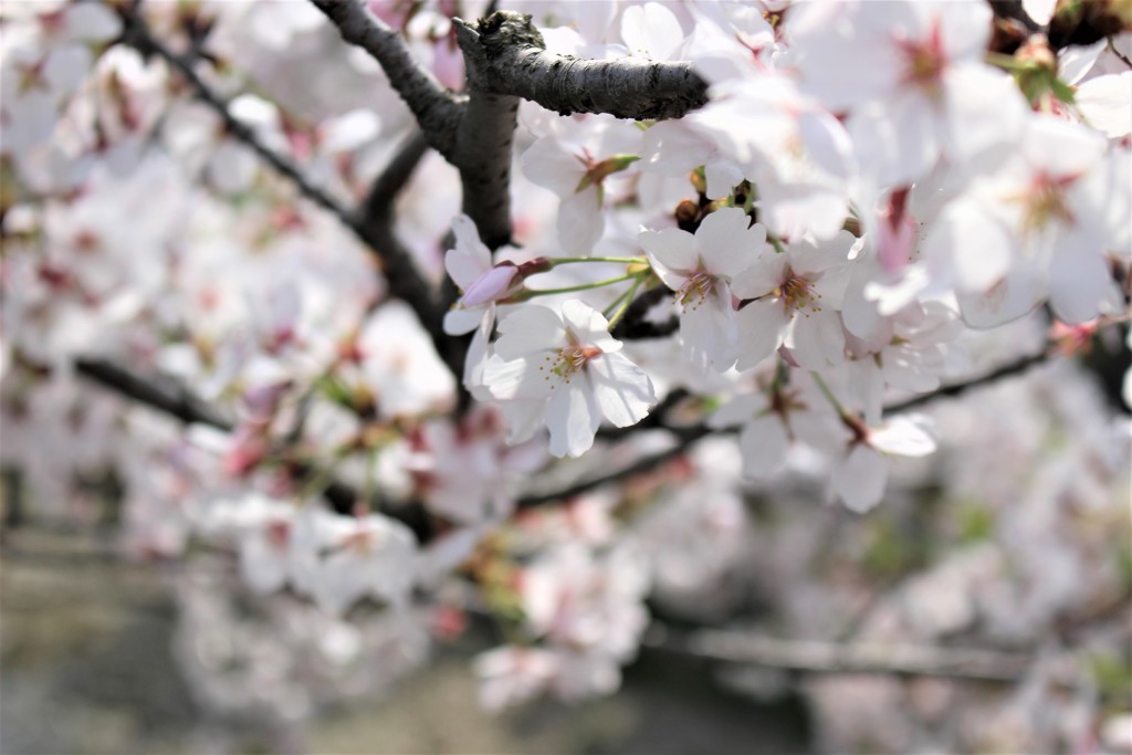 桜/2018.03.29/8