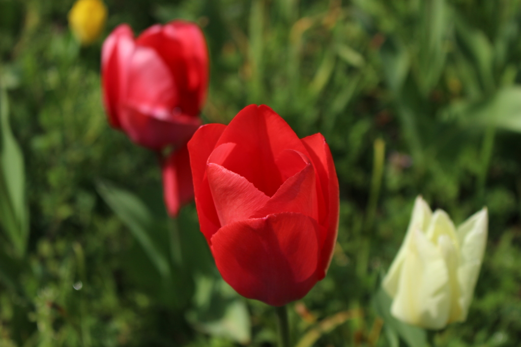 畑の花　チューリップ5