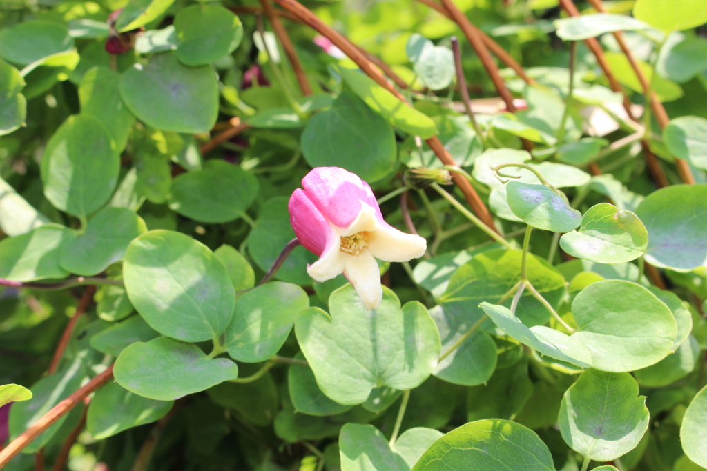 花の文化園　大阪府河内長野市　花　花散歩　6