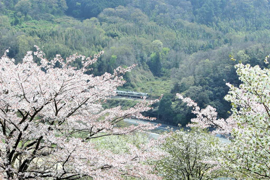 2018/04/01 大阪府柏原市桜サクラさくら列車⑦