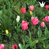 畑の花　チューリップ　3