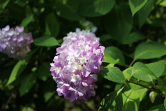 花の文化園　大阪府河内長野市　花　花散歩　13