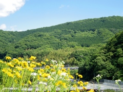 散歩　亀の瀬　花と電車　270529　