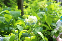 花の文化園　大阪府河内長野市　花　花散歩　12