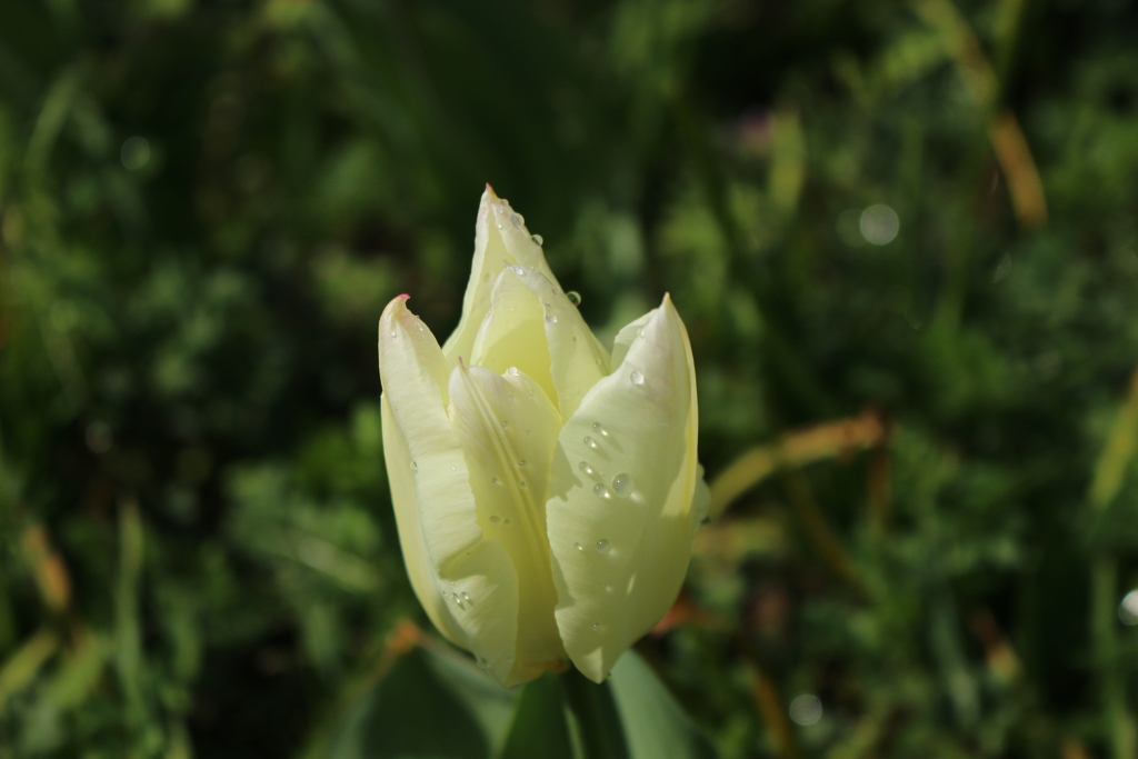 畑の花　チューリップ6